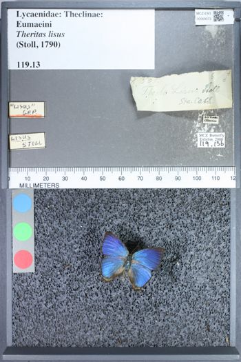 Media type: image;   Entomology 69073
